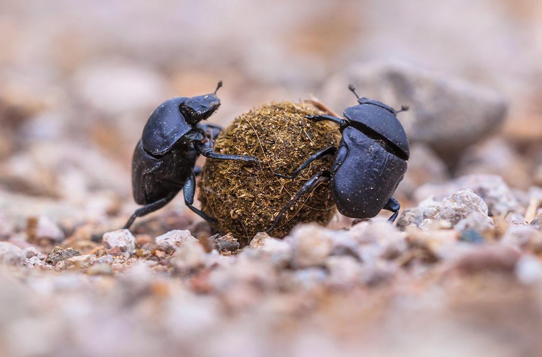 Deux scarabées bousiers et une boule de matière fécale.