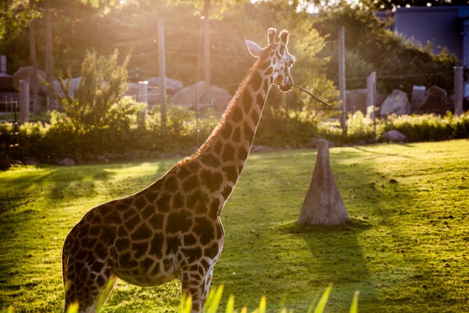 La girafe