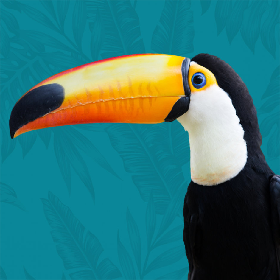 Toucan