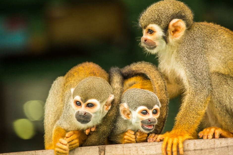 Singes