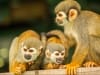 Singes