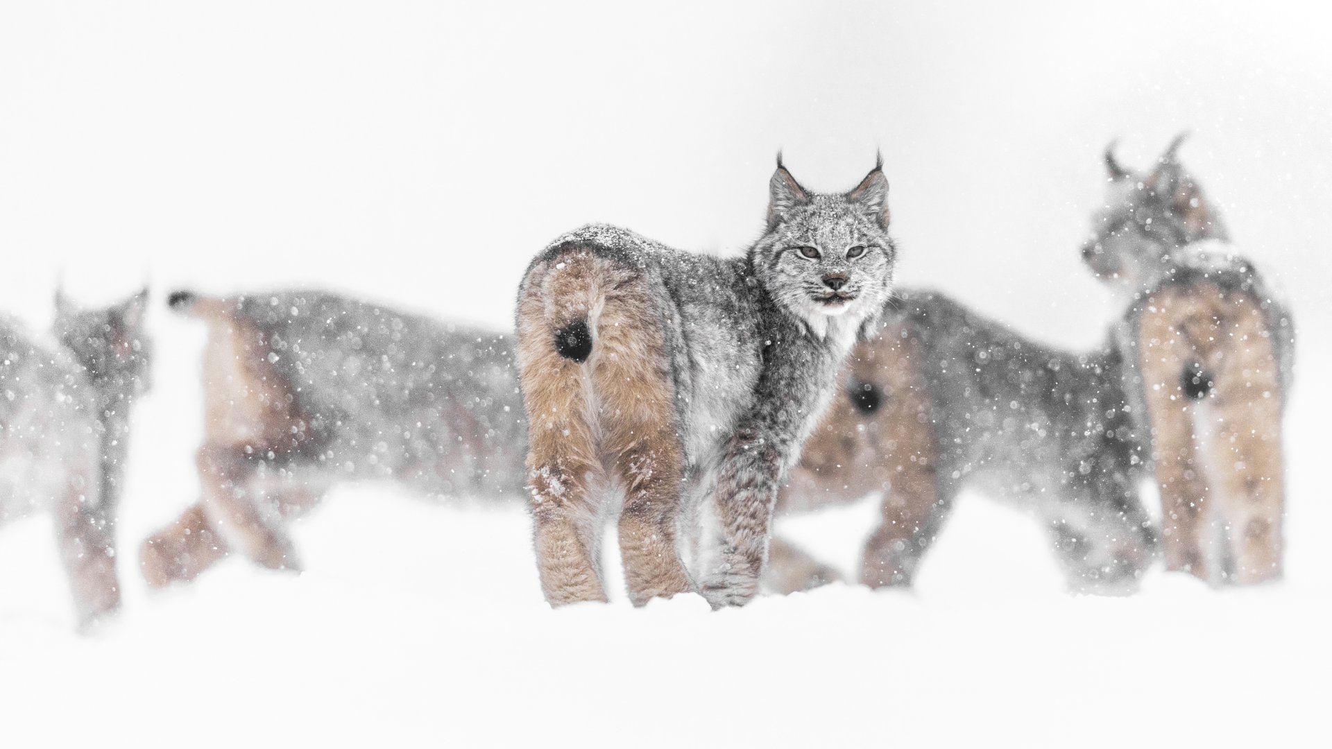 Un groupe de lynx dans la neige.