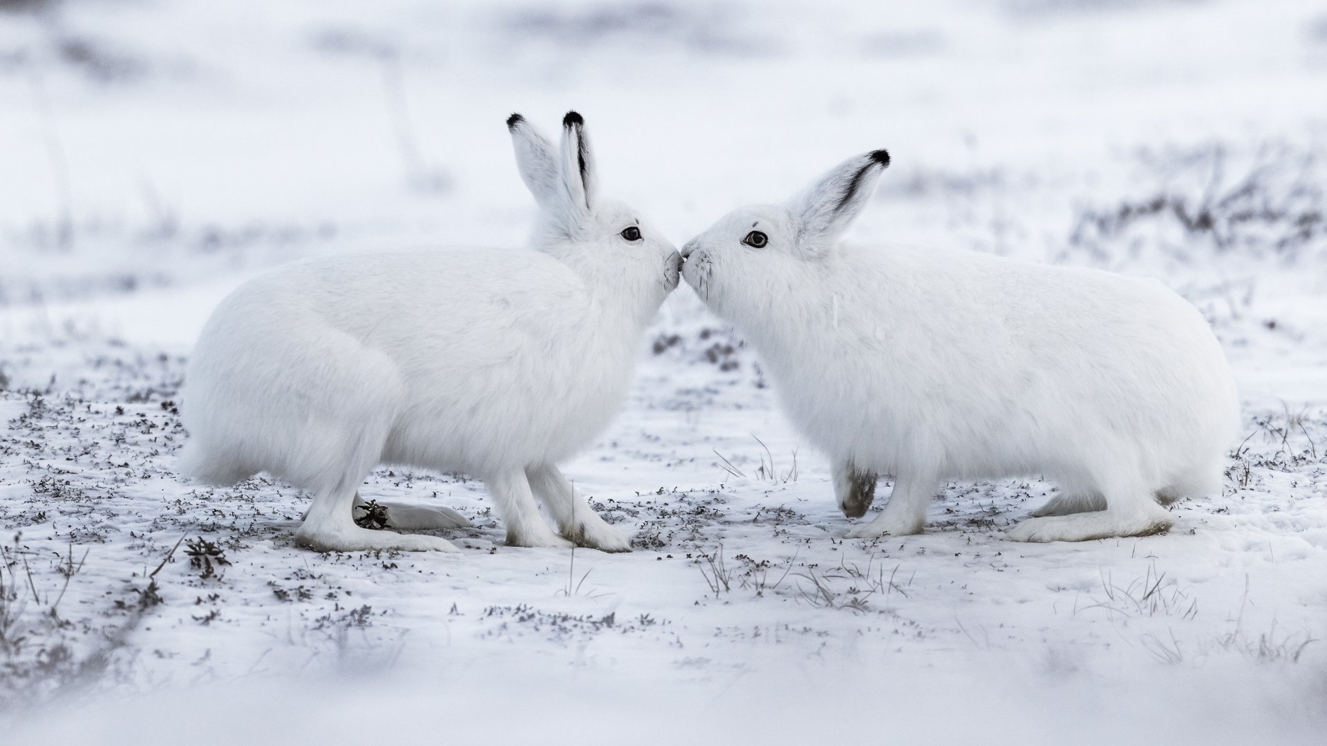 Deux lièvres arctiques.