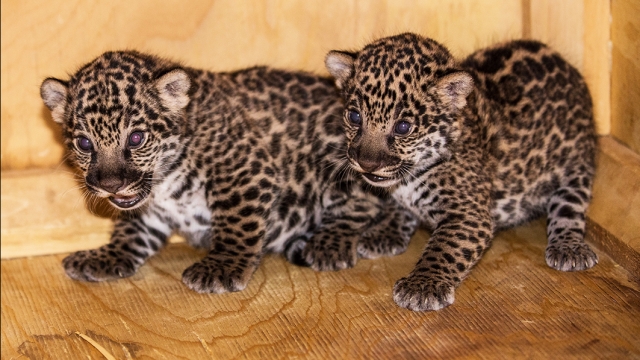 bebe jaguars