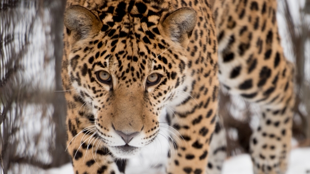 Jaguar l'hiver