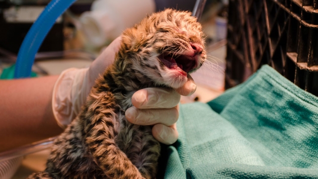 Bébé léopard  premier cris