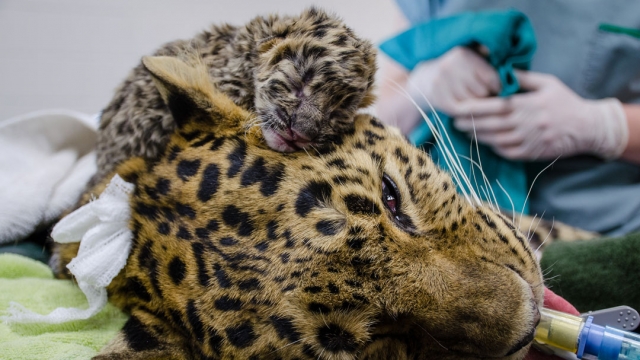 Bébé léopard  poil à poil