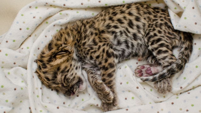 Bébé léopard - serviette à pois