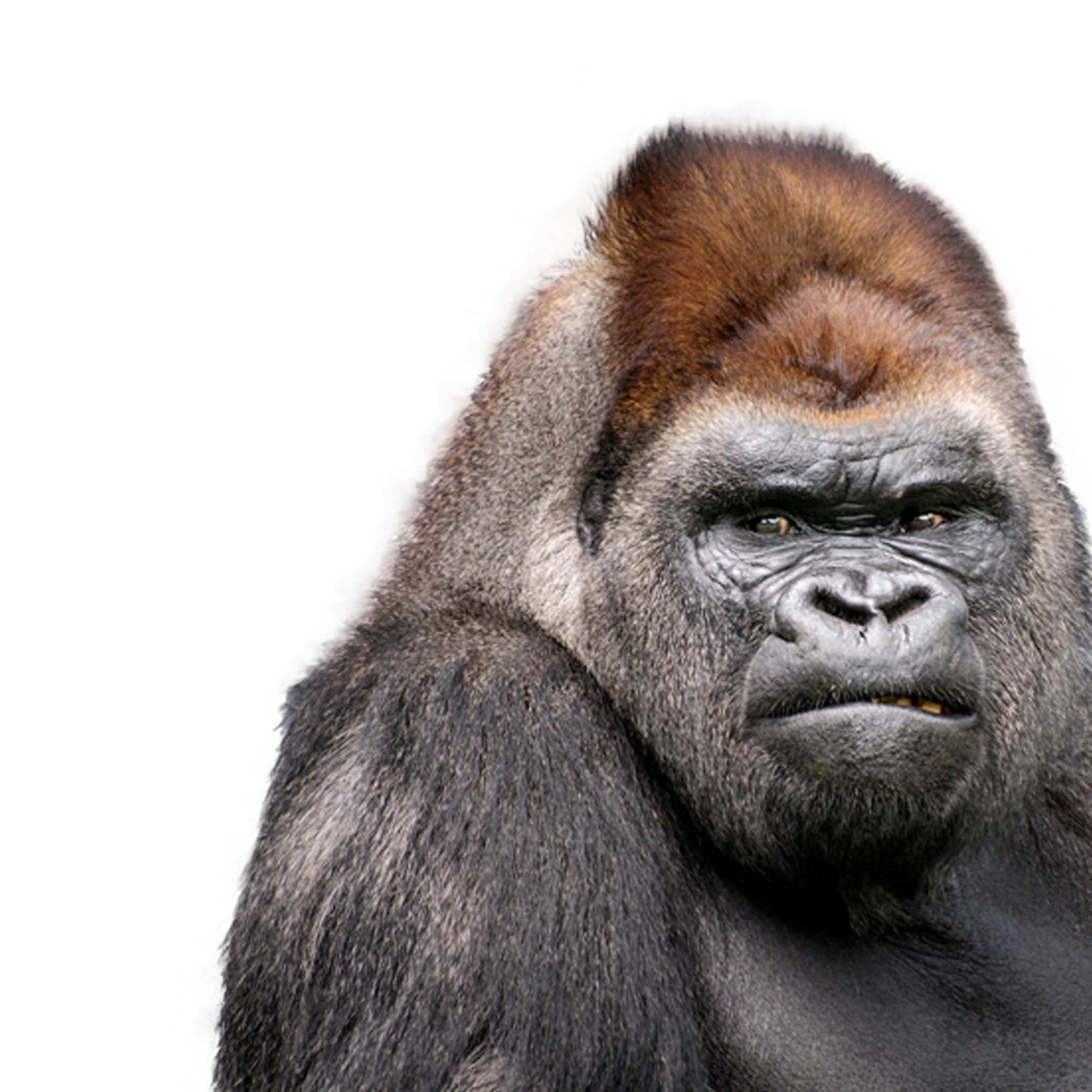 Observez les gorilles | Caméra Explora - En direct du Zoo de