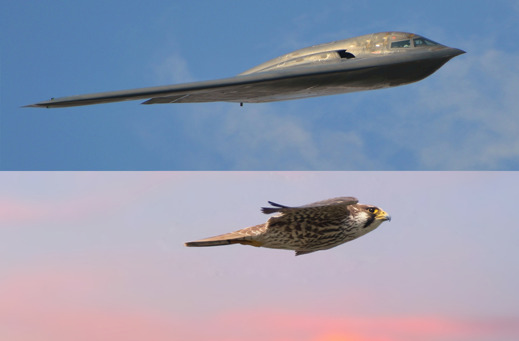Un faucon et un bombardier furtif Northrop B-2 Spirit
