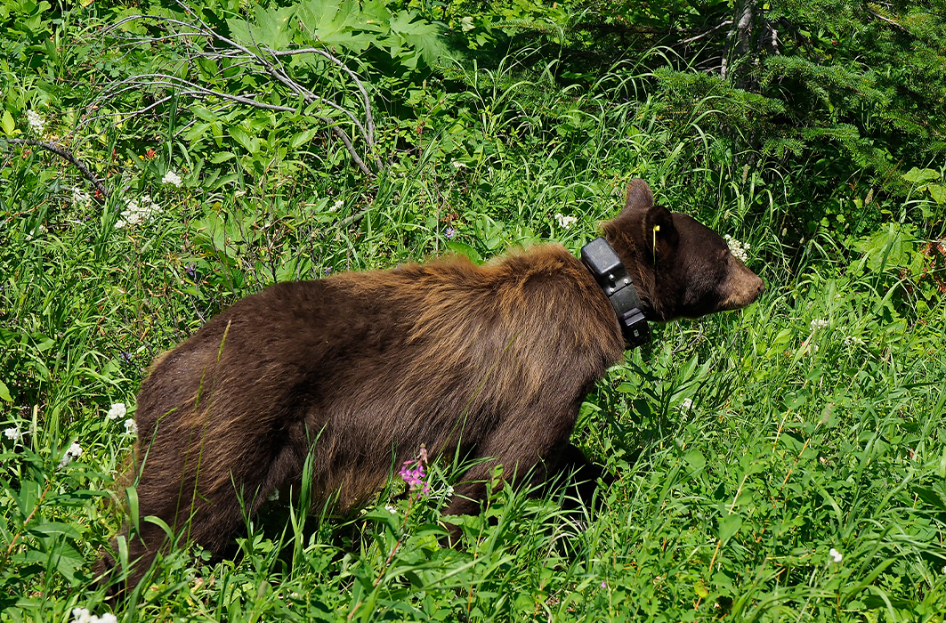 Un ours noir avec un collier télémétrique.