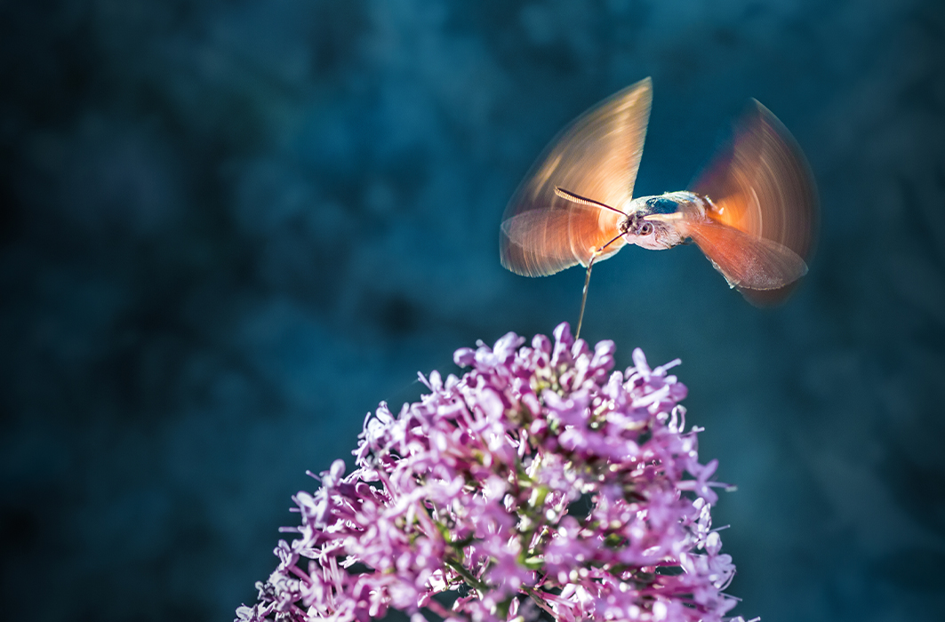 Papillon colibri