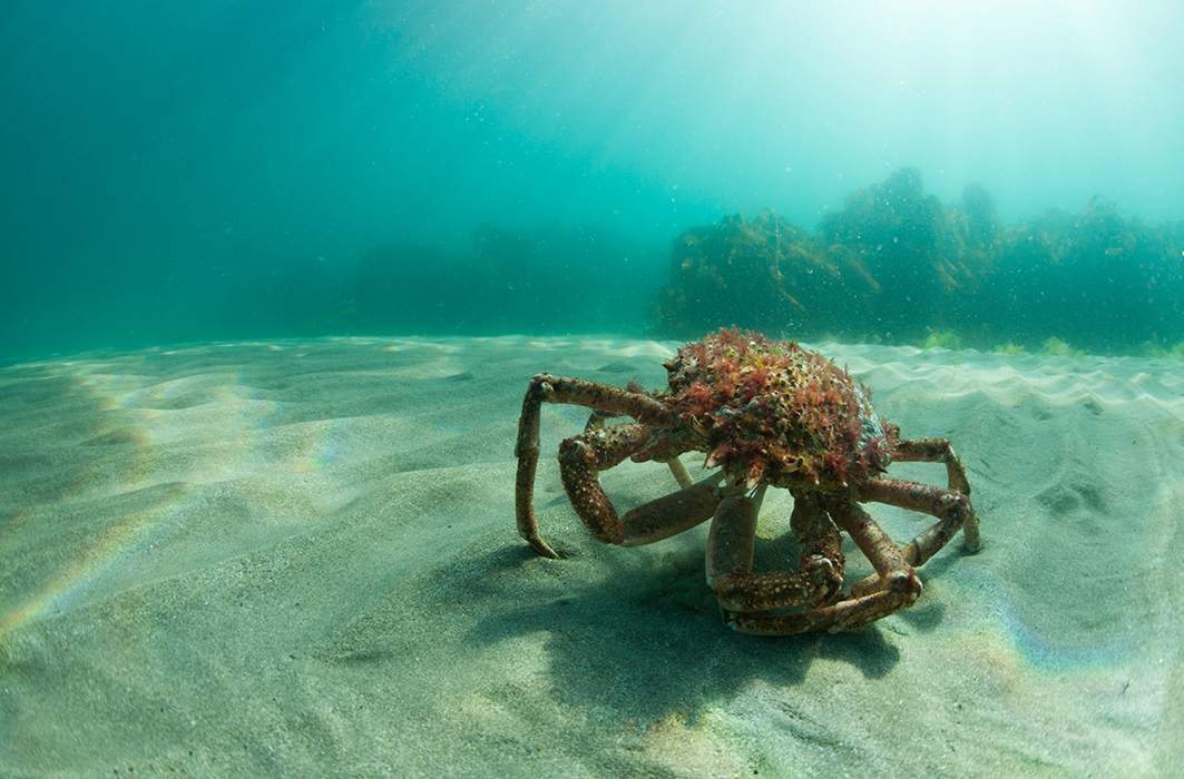 Un crabe sous l'eau.