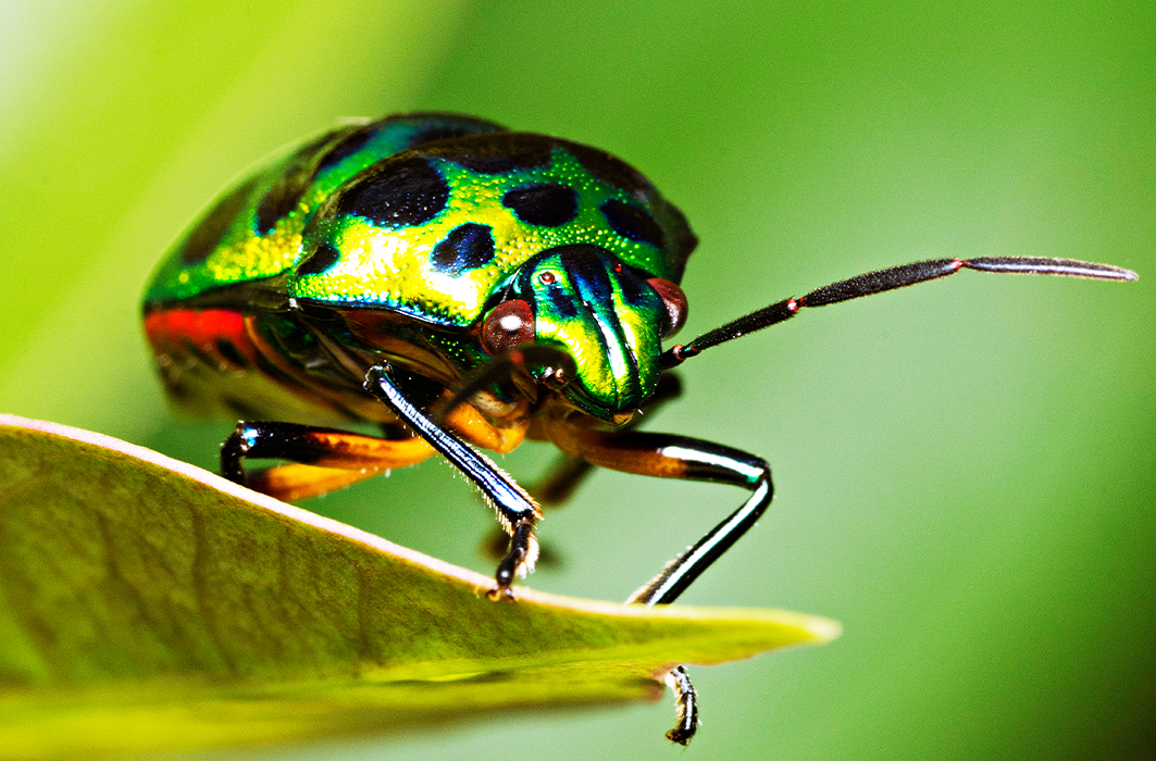Un scarabée à la carapace colorée. 