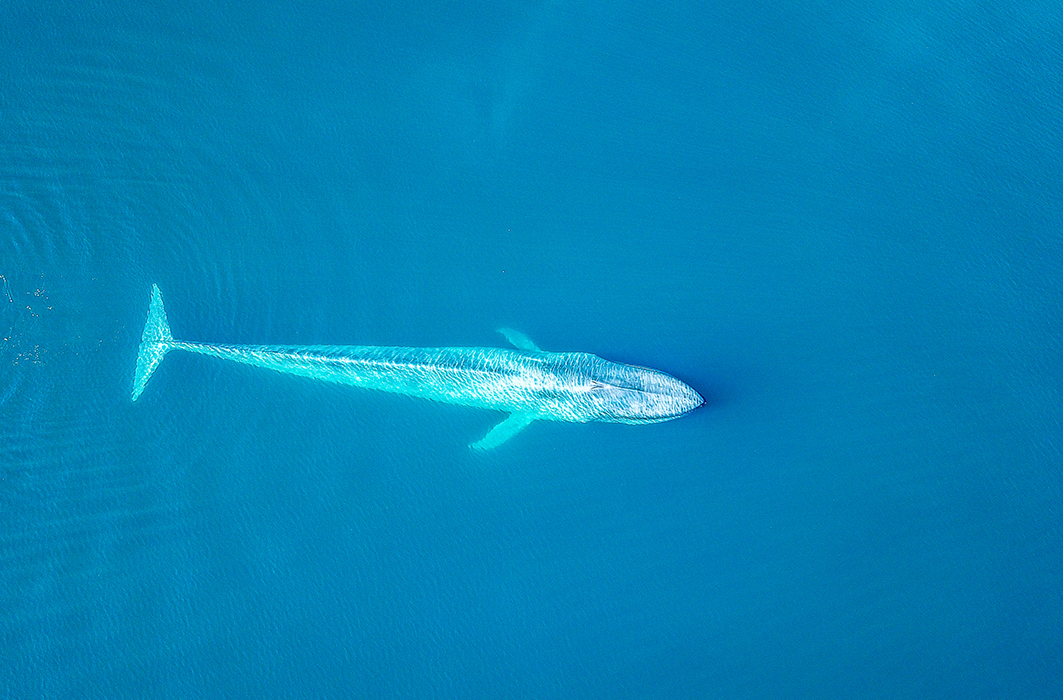 Une baleine bleue.