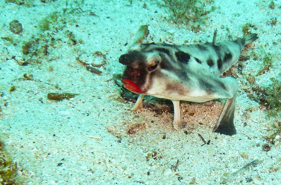 Un poisson chauve-souris des Galapagos.