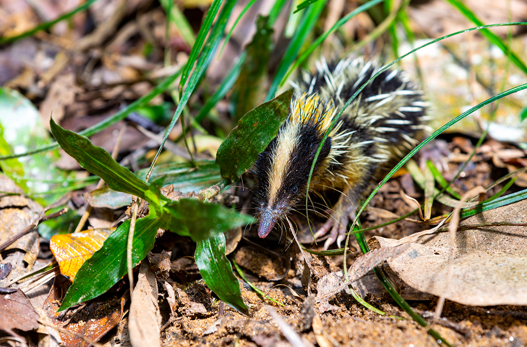 Un tenrec zébré sous le feuillage de la forêt.