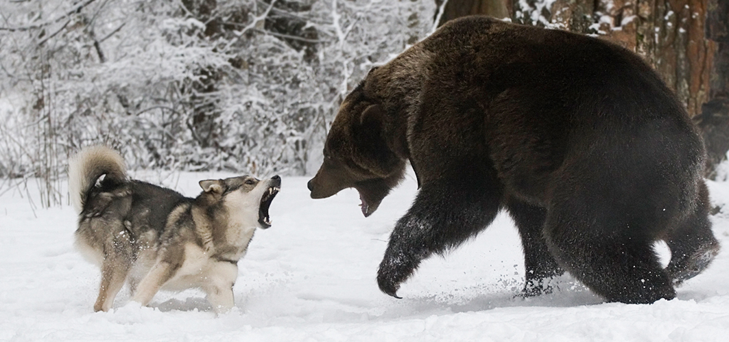 Волк против медведя. Бурый медведь против волка. Белый медведь против Волков.
