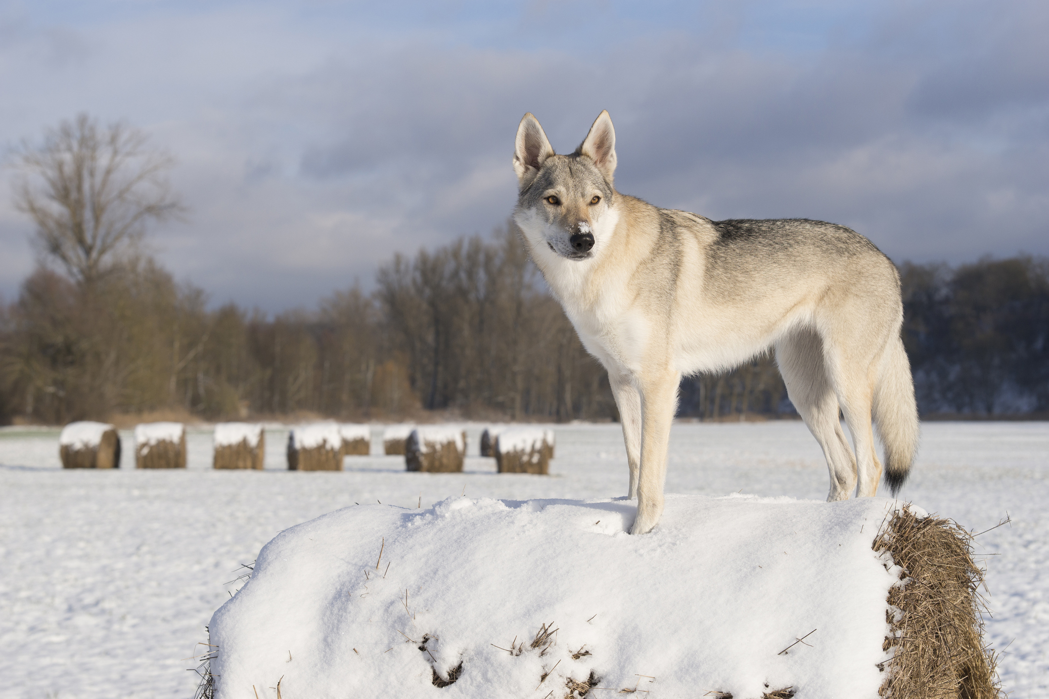 Le chien-loup tchécoslovaque a une ressemblance certaine avec son ancêtre.