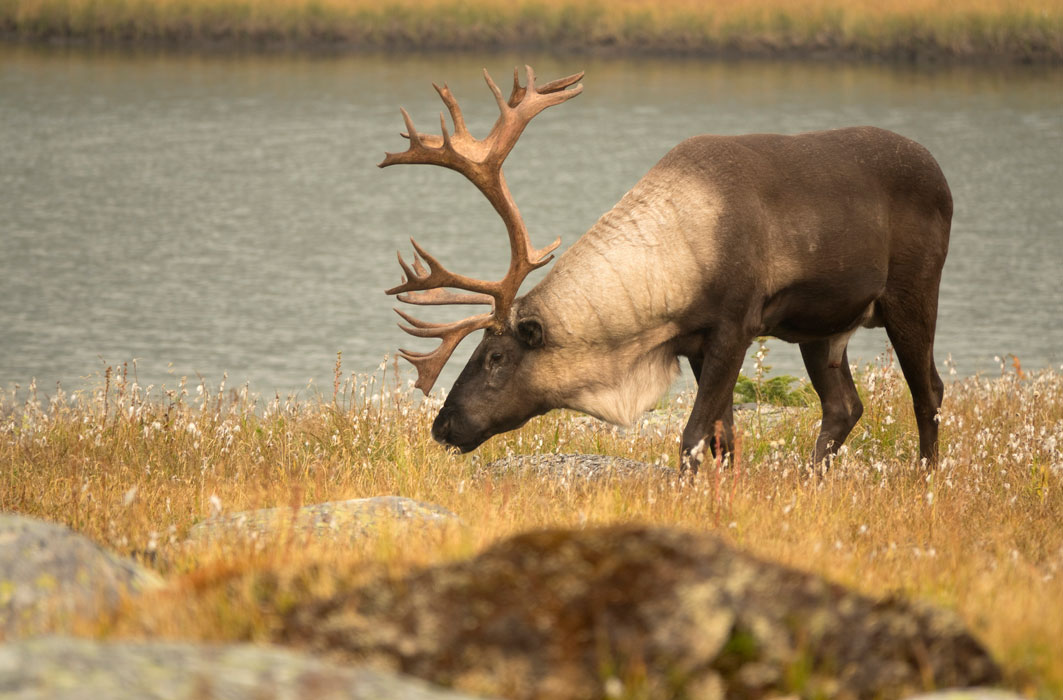 Le caribou est un animal bien connu au Canada.