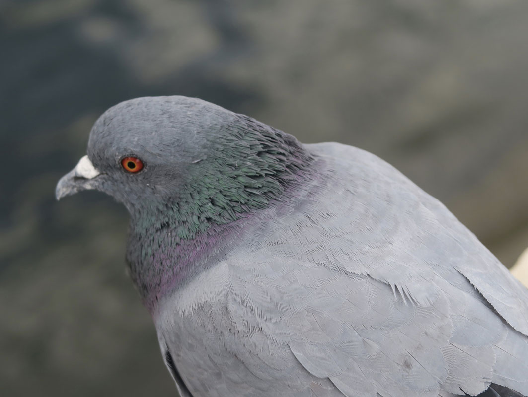 Un pigeon à l'air suspicieux.