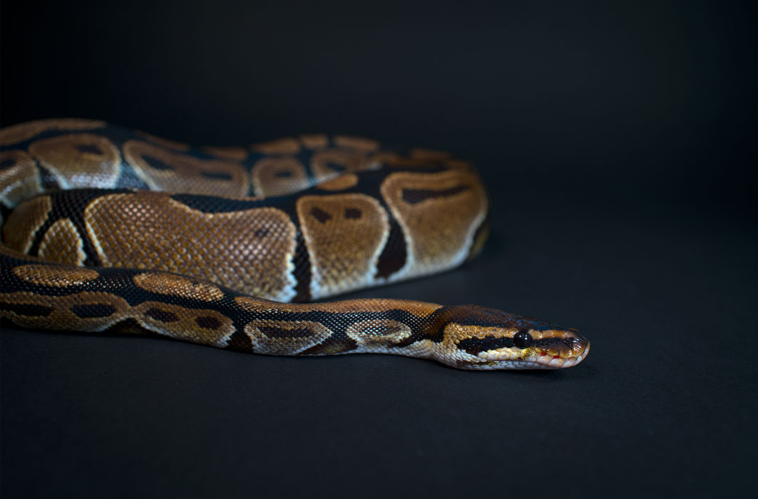 Un python royal.