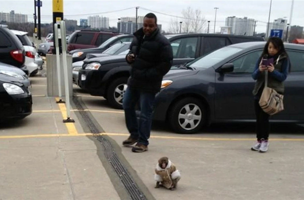 Un singe vêtu d'un manteau se promène dans le stationnement d'un IKEA de Toronto.