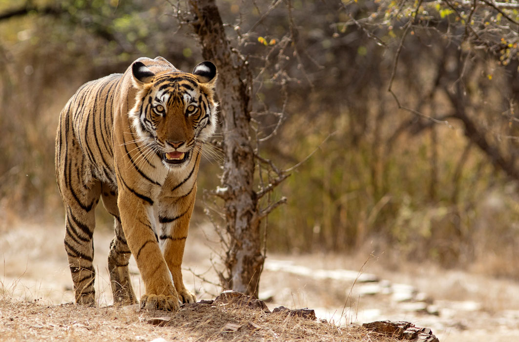 Un tigre dans son habitat naturel, en Inde.
