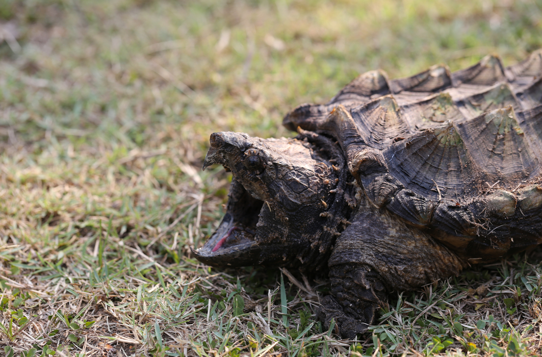 Une tortue alligator avec la gueule ouverte.