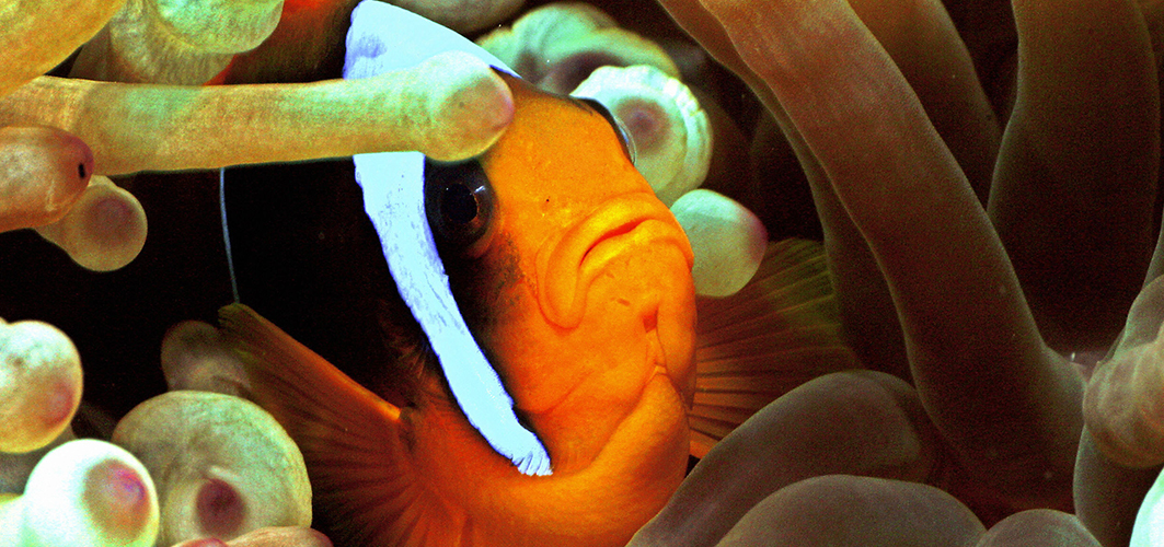 Un poisson-clown dans une anémone de mer
