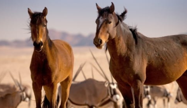 Les chevaux sauvages de Namibie
