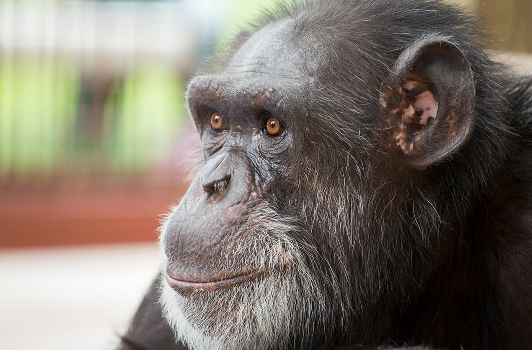 Tatu est un chimpanzé qui utilise la langue des signes pour communiquer.