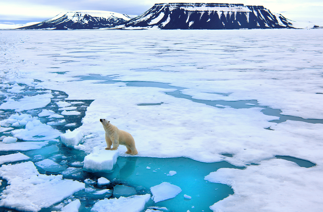 Un ours polaire en arctique
