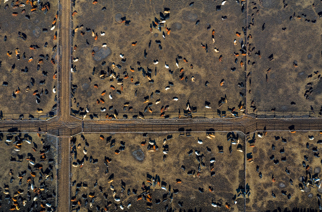 Vue aérienne sur du bétail.