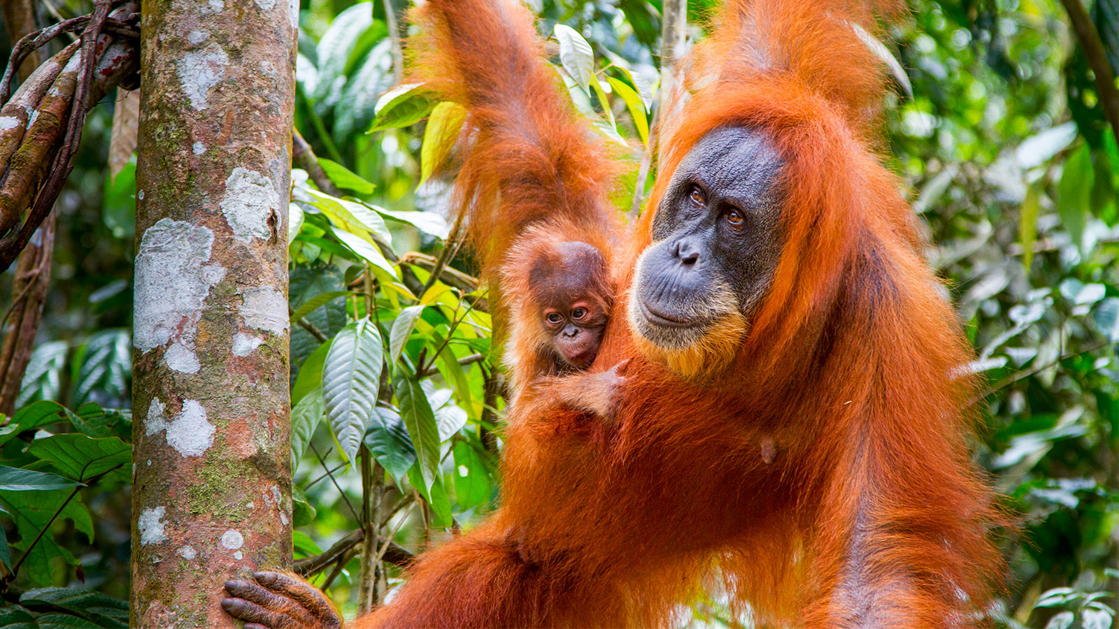 Primates, une affaire de famille