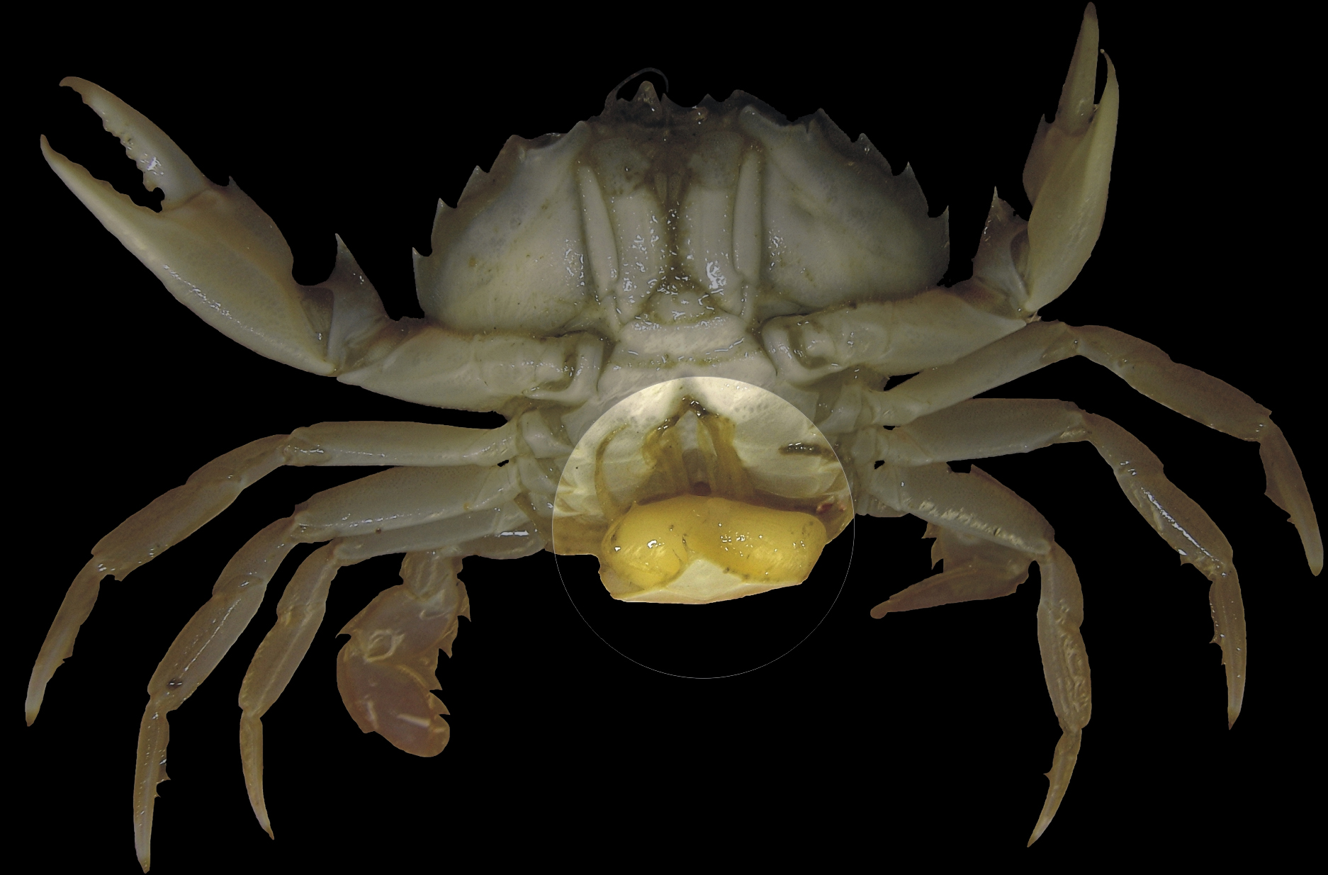La sacculine s'accroche au crabe pour tirer des nutriments circulant dans son sang.