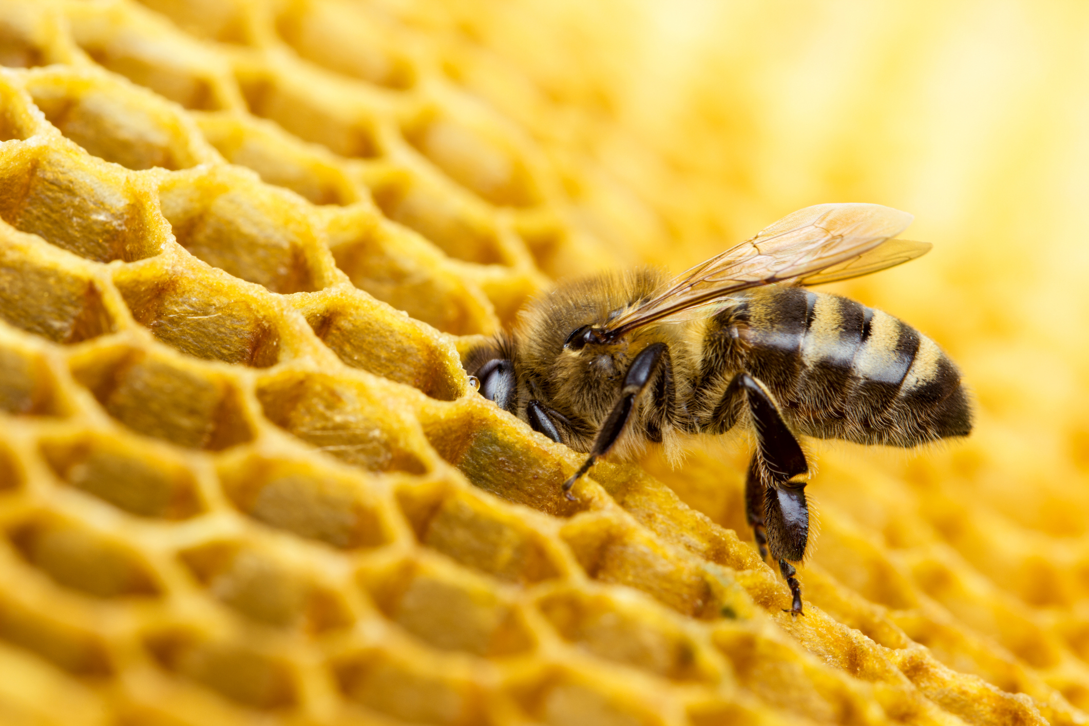 Les abeilles produisent un trop-plein de miel dans la ruche qui est récupéré par les apiculteurs et apicultrices.