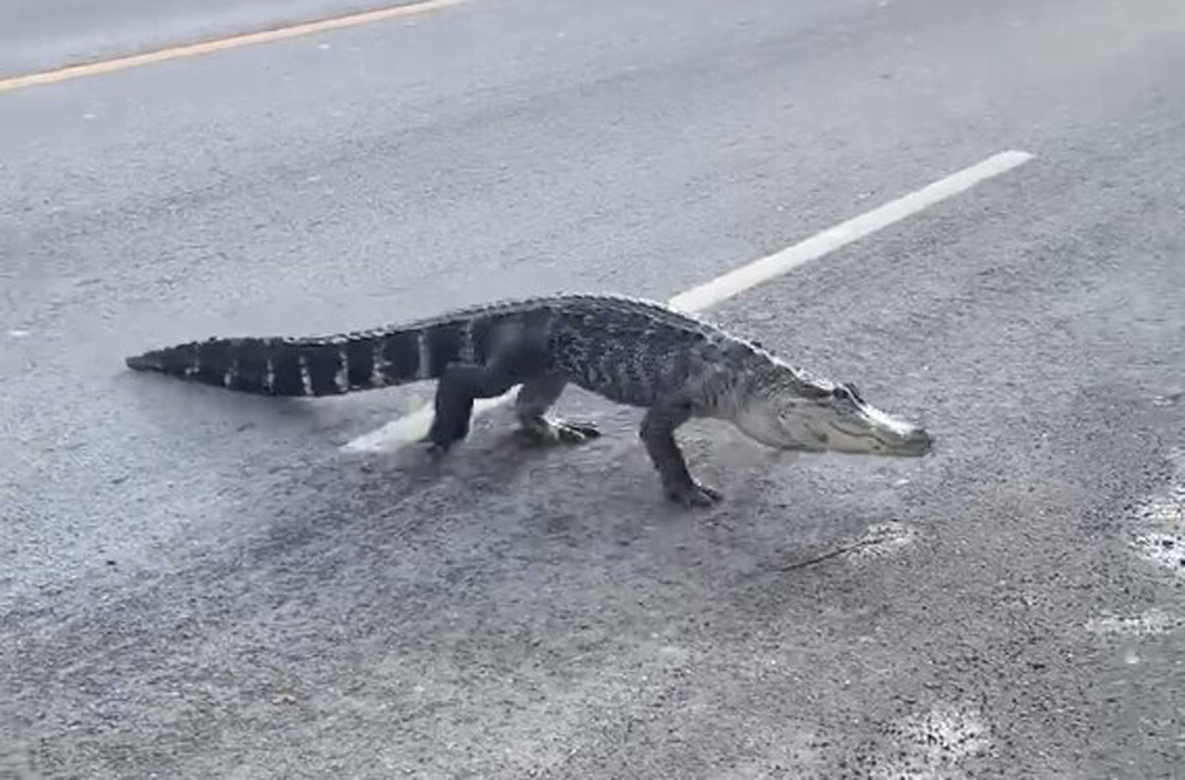 Un alligator qui traverse la rue Jarry, à Montréal.
