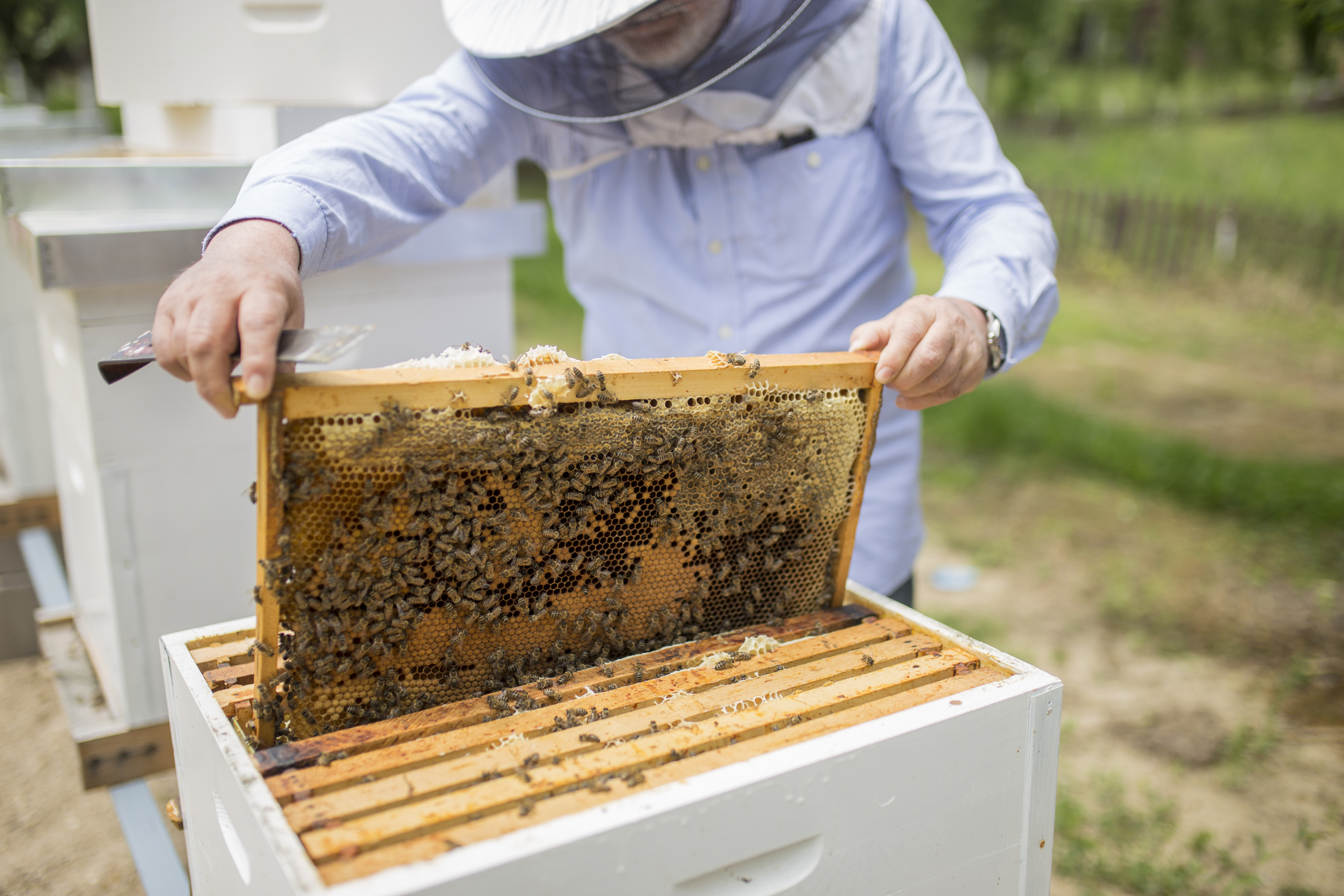 Un apiculteur montre une ruche.