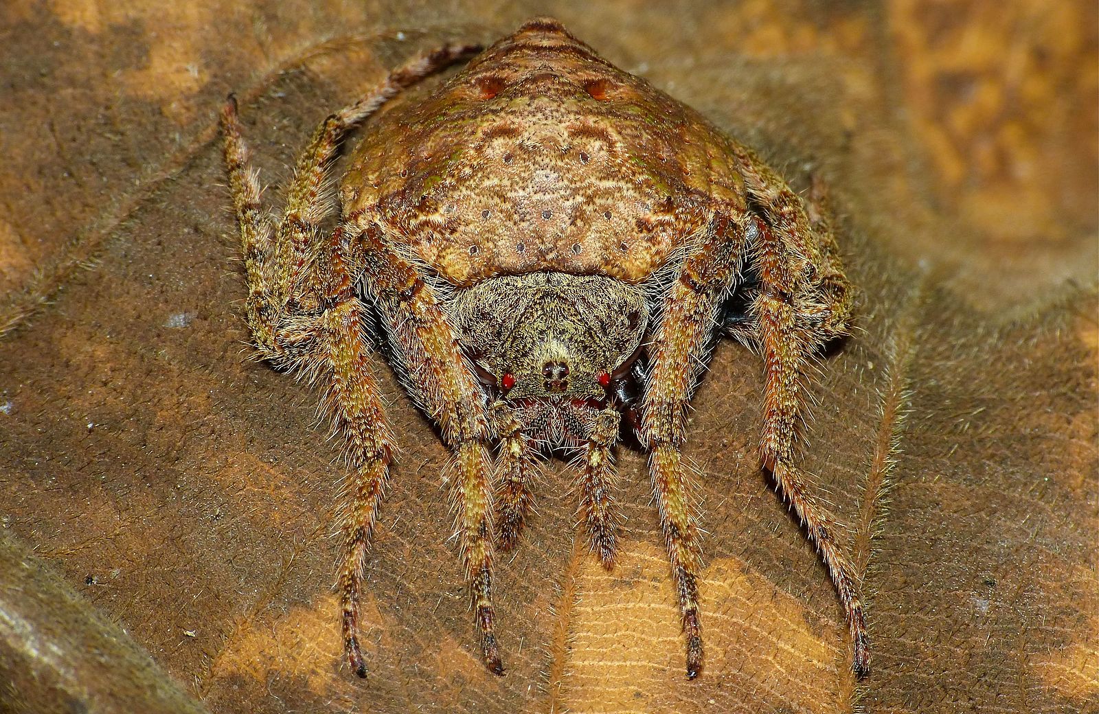L'araignée enroulante a la capacité d'aplatir son corps et de l'enrouler autour de branches ou de troncs d'arbre.