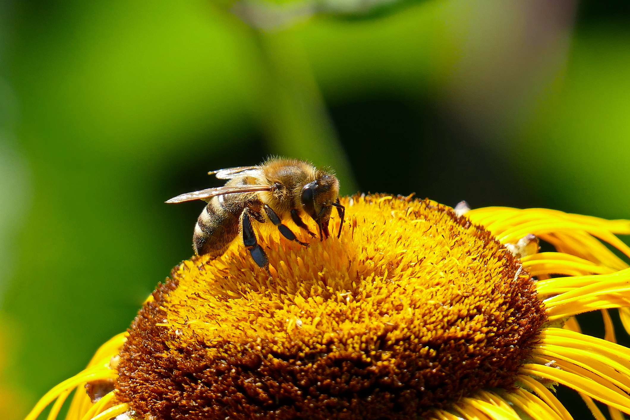 L'abeille prend le nectar de la fleur et, en échange, transporte son pollen vers d'autres fleurs.