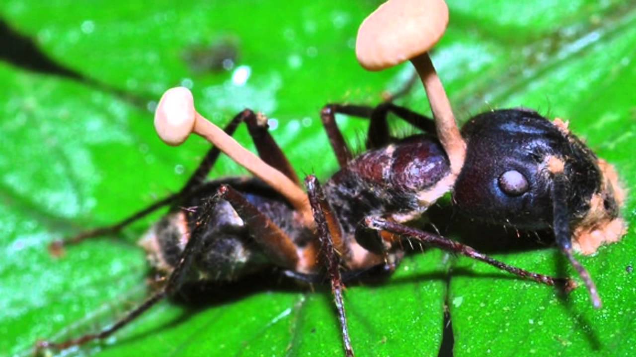 L'Ophiocordyceps unilateralis est un champignon s'attaquant aux fourmis.
