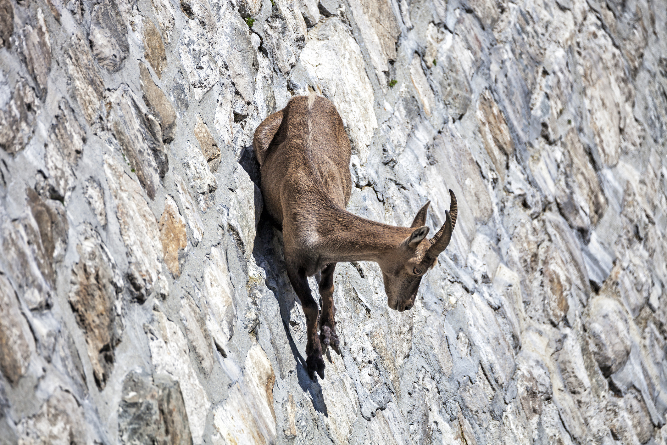 Une chèvre est en équilibre sur la paroi du barrage de Cingino, en Italie.