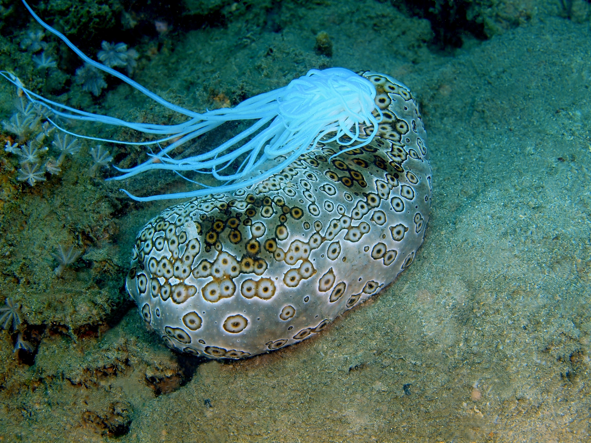 Certaines espèces de concombres de mer peuvent expulser leurs intestins collants et toxiques pour se défendre.