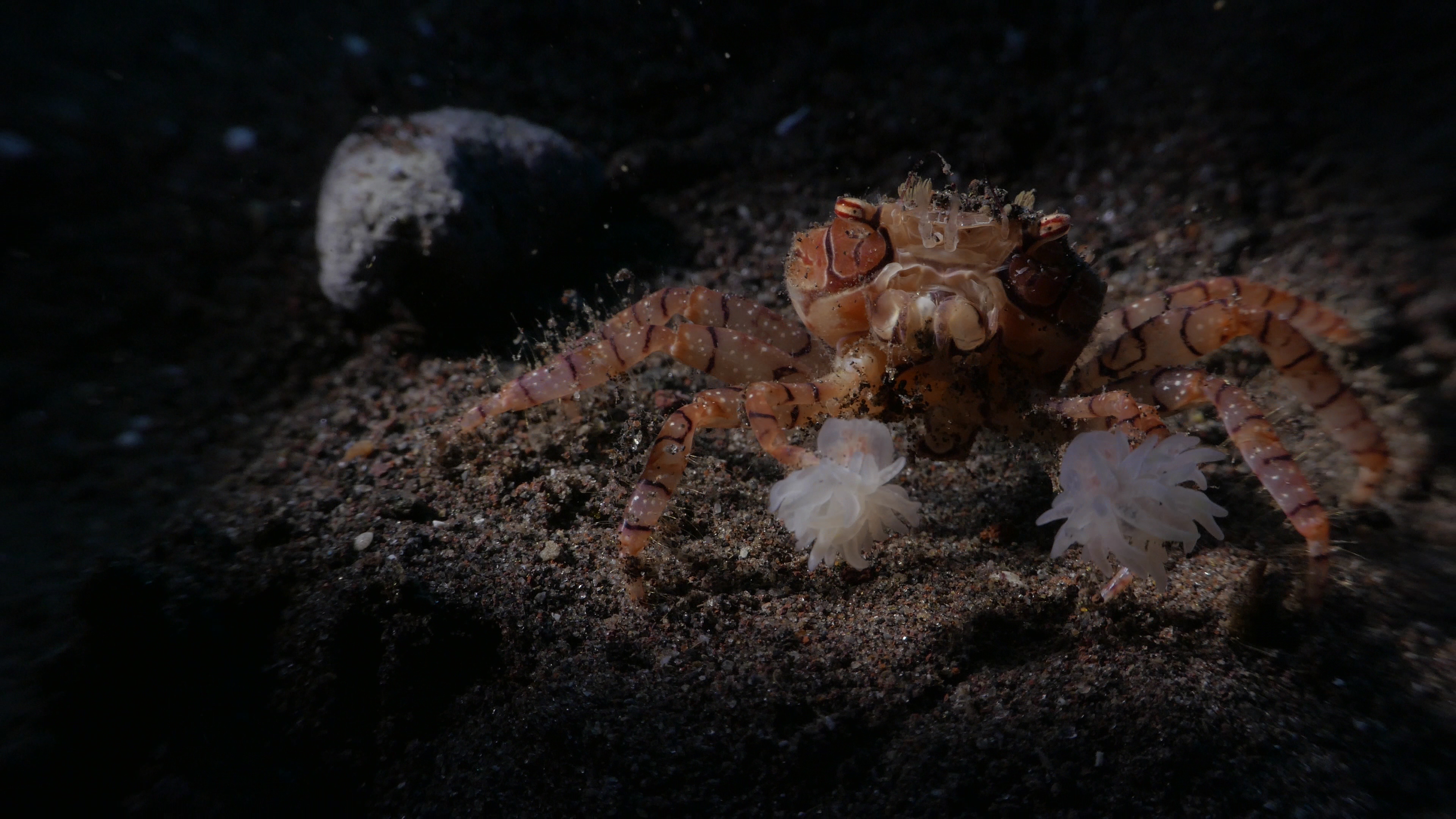 Le crabe boxeur a une relation mutualiste avec deux anémones de mer dont les tentacules contiennent des toxines.