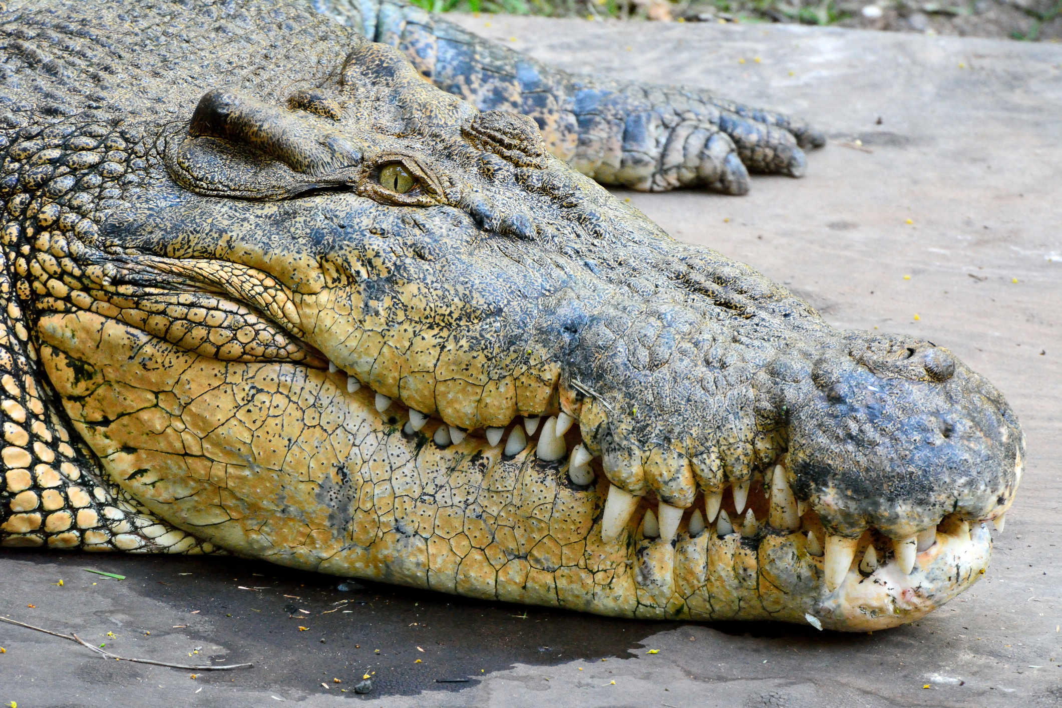 Un crocodile qui a la gueule fermée.