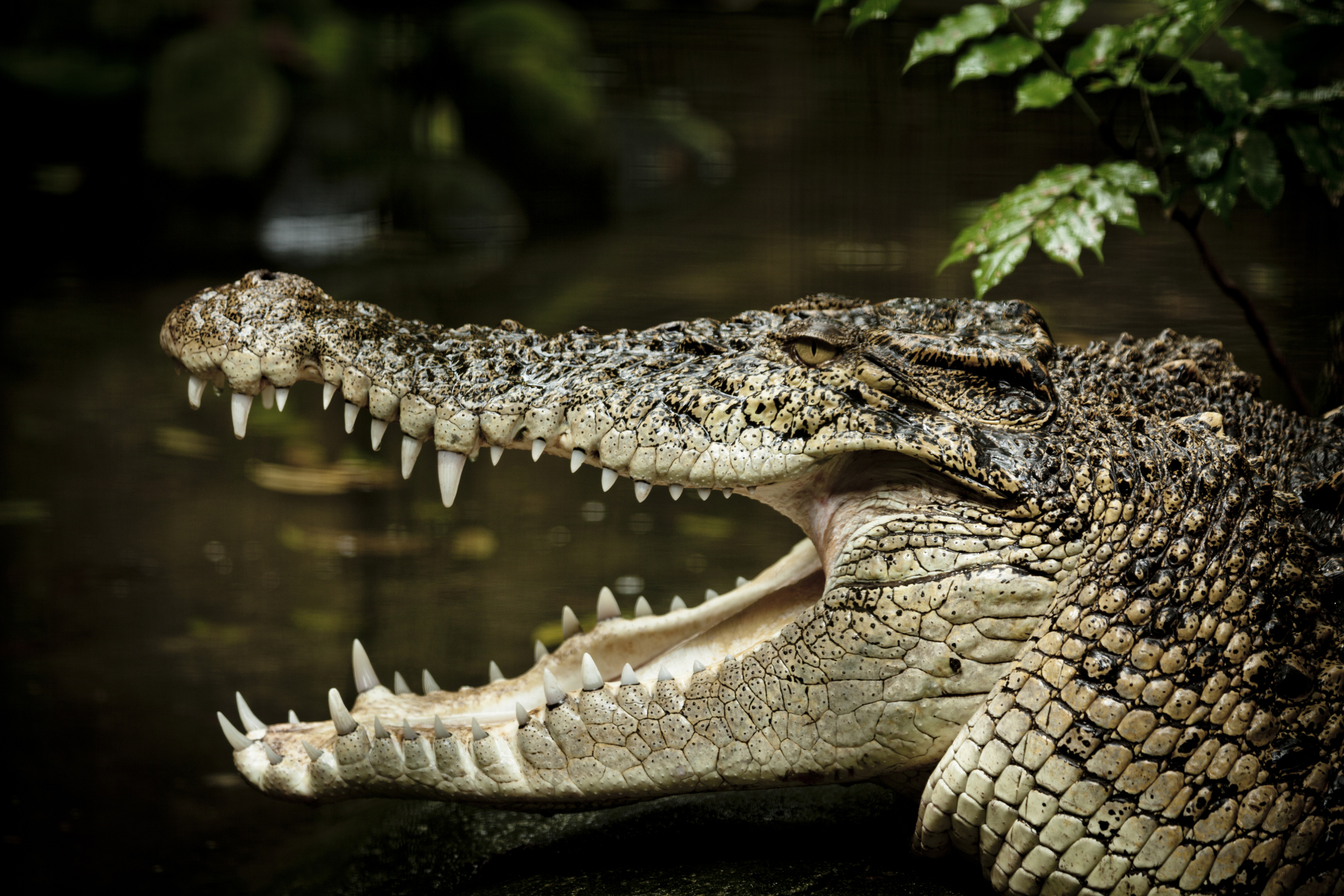 Un crocodile, prêt à attaquer.