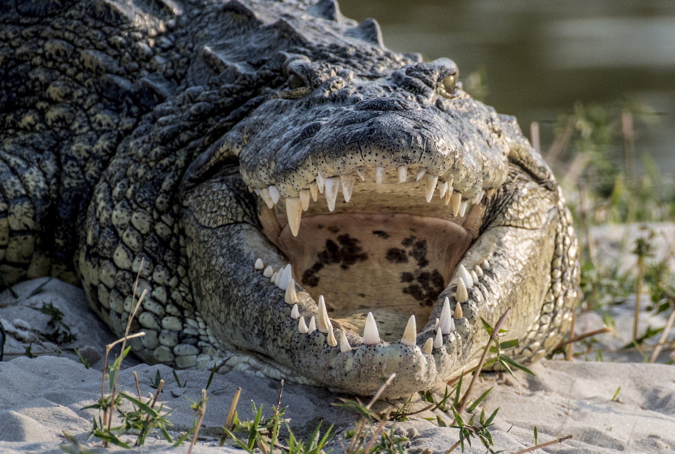 La mâchoire du crocodile a une forme en V.