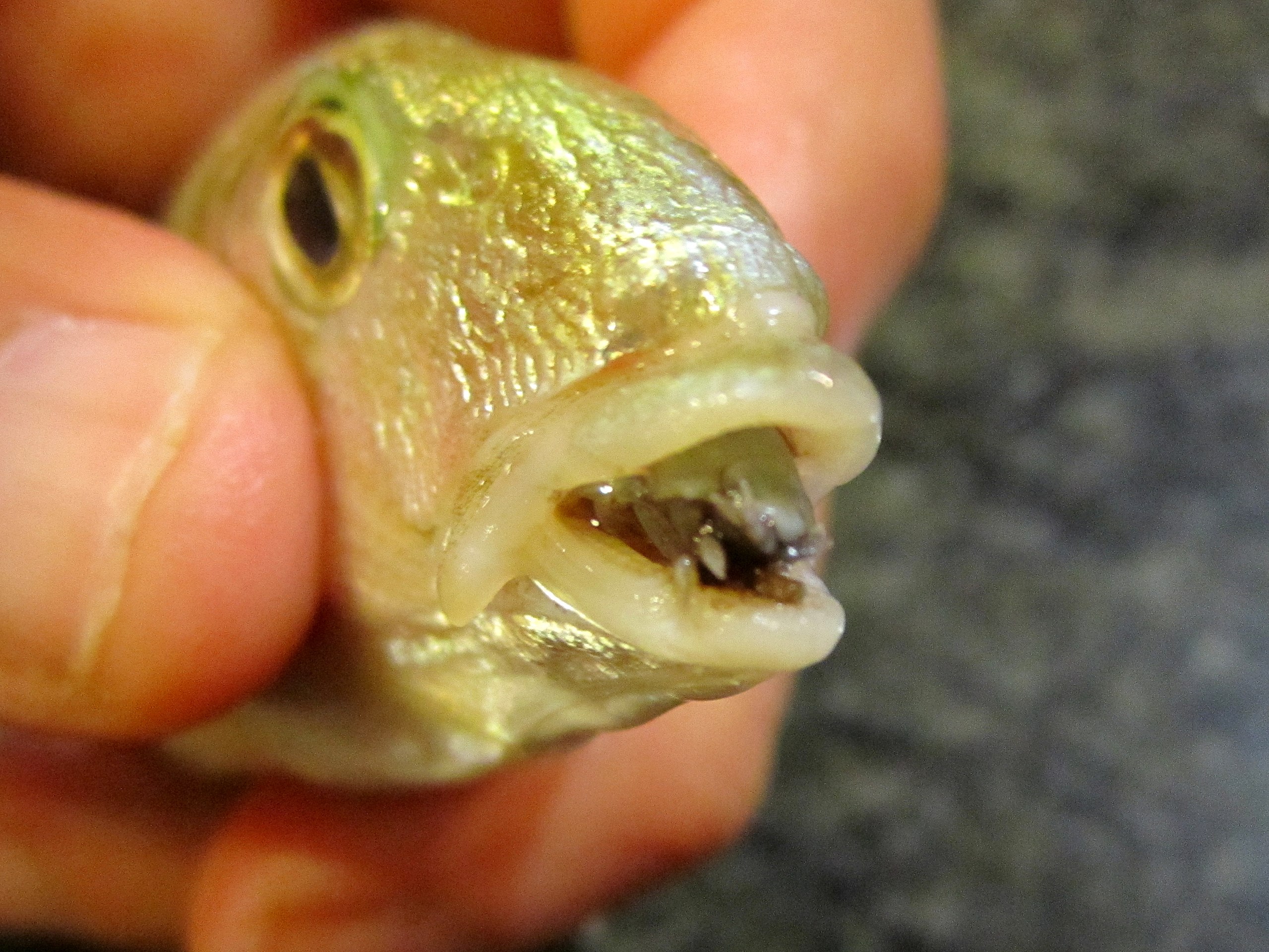 Le Cymothoa exigua est un crustacé parasite qui remplace la langue de certaines espèces de poissons.