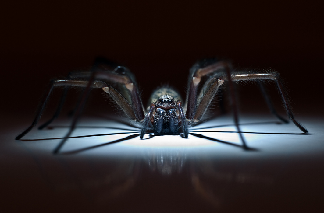 Les araignées : mythes et réalités, Blogue